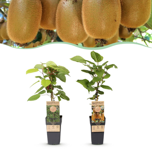 Kiwiplant - Actinidia Weiki & Hayward - Ø15cm - ↕50cm