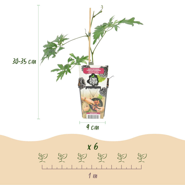 Bramenplant - Rubus Thornless Evergreen - Ø9cm