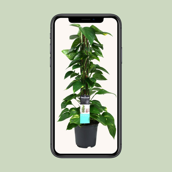 Satijnpothos - Scindapsus pictus - Ø19cm - ↕80cm