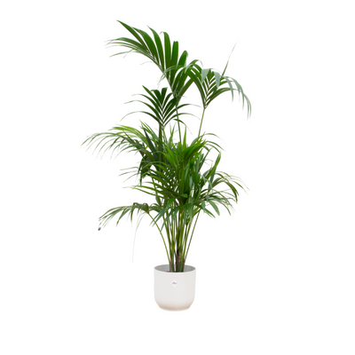 Kentiapalm - Kentia palm - incl. Elho Vibes Fold - wit - Ø30cm - ↕180cm