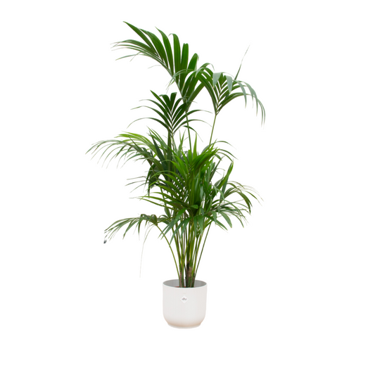 Kentiapalm - Kentia palm - incl. Elho Vibes Fold Round wit - Ø30cm