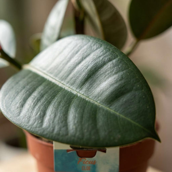 Rubberplant - Ficus elastica Cloe - Ø19cm - ↕65cm