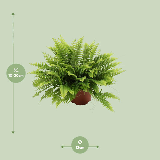 Hangende Varen - Nephrolepis Boston Green Moment - Ø12cm - ↕20cm