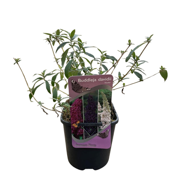 Vlinderstruik - Buddleja davidii 'Tricolour' - roze, wit en paars - Ø17cm - ↕30cm