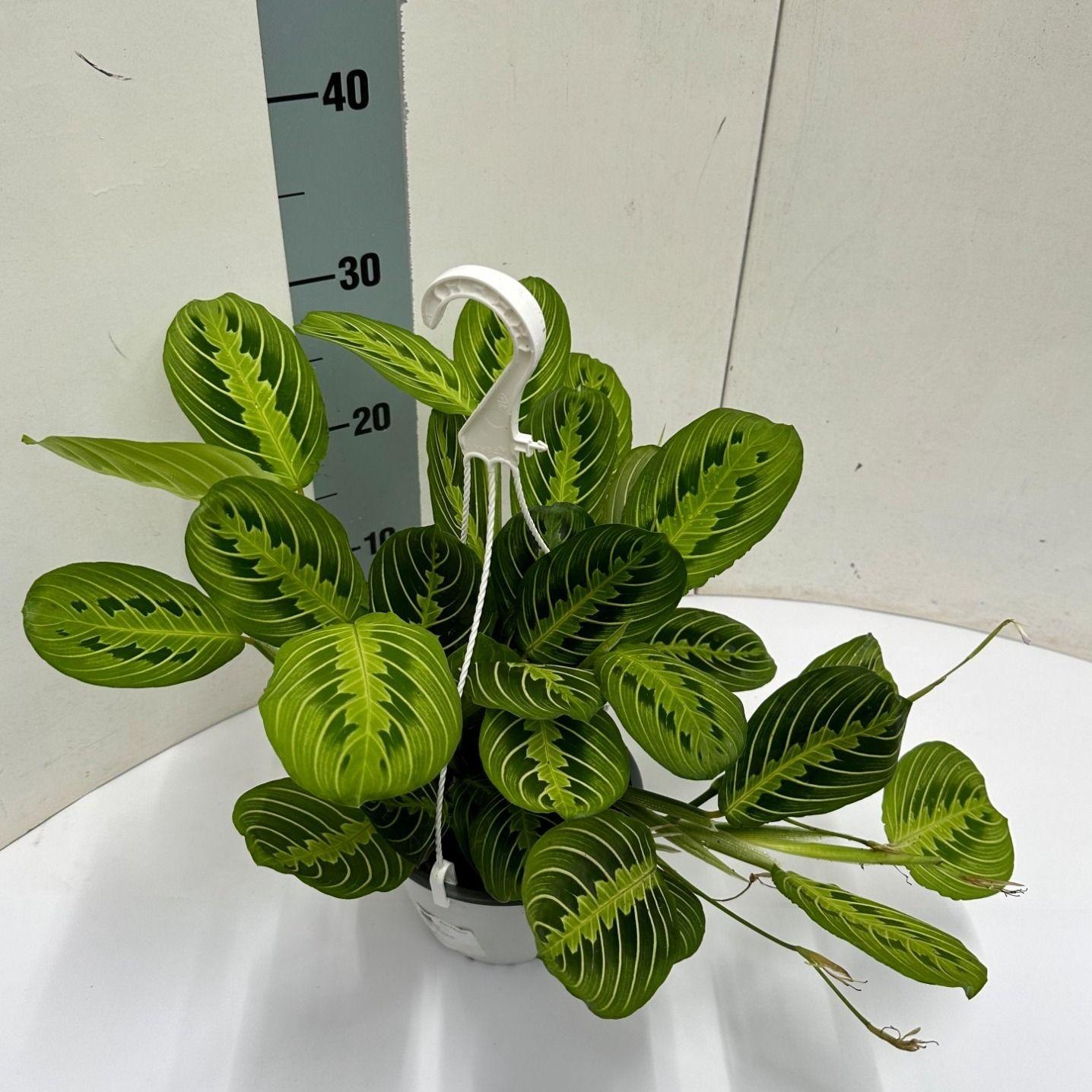 Zebraplant - Maranta Leuconeura Lemon Lime Hangpot - Ø15cm - ↕40cm