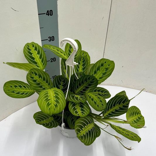Zebraplant - Maranta Leuconeura Lemon Lime Hangpot - Ø15cm - ↕40cm