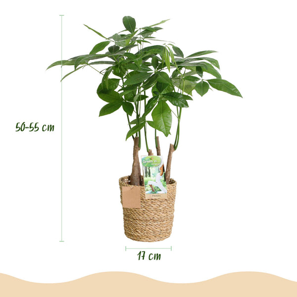 Geldboom - Pachira aquatica multi stam - Ø17cm - ↕50-55cm
