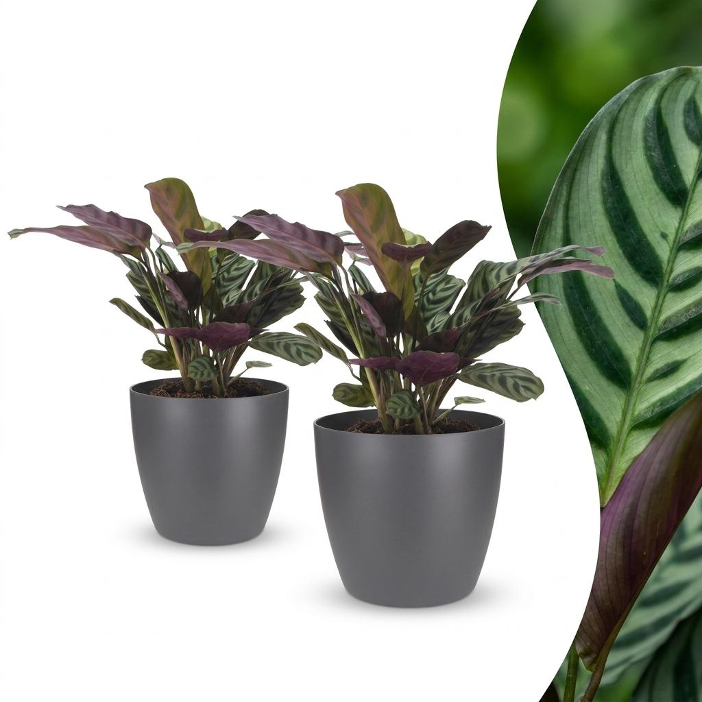 2x Ctenanthe Burle Marxii - incl. Elho Potter - grijs - Ø12cm - ↕30cm