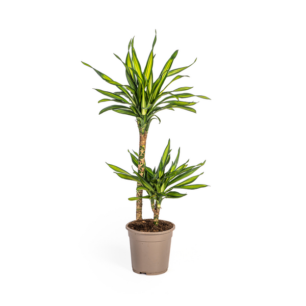 Drakenbloedboom - Dracaena Deremensis Rikki - Ø19cm - ↕80cm