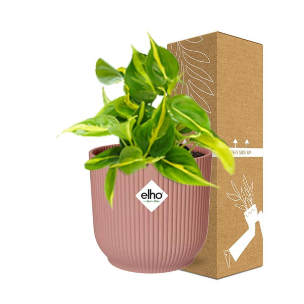 Philodendron Scandens ‘Brasil’ - incl. Elho Vibes Fold Roze - ↕14cm