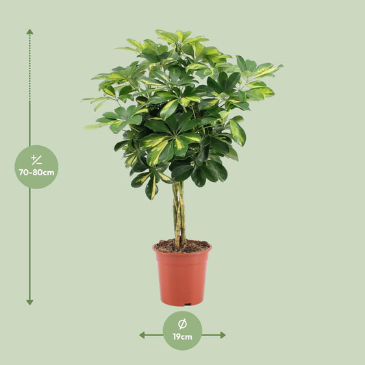 Vingerboom - Schefflera Arboricola Gold Capella - Ø19cm - ↕75cm