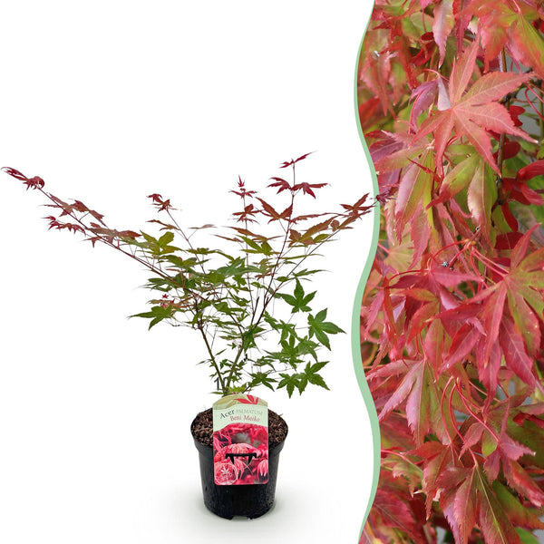 Japanse Esdoorn - Acer palmatum Beni Maiko - Rood - Ø19cm - ↕70cm
