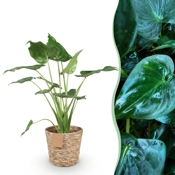 Boeddha-plant - Alocasia cucullata