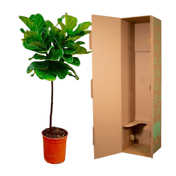 Vioolbladplant - Ficus lyrata stam - Ø24cm - ↕130cm