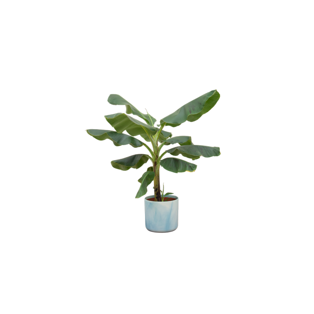 Bananenplant - incl. Ocean Round atlantisch blauw - Ø22cm