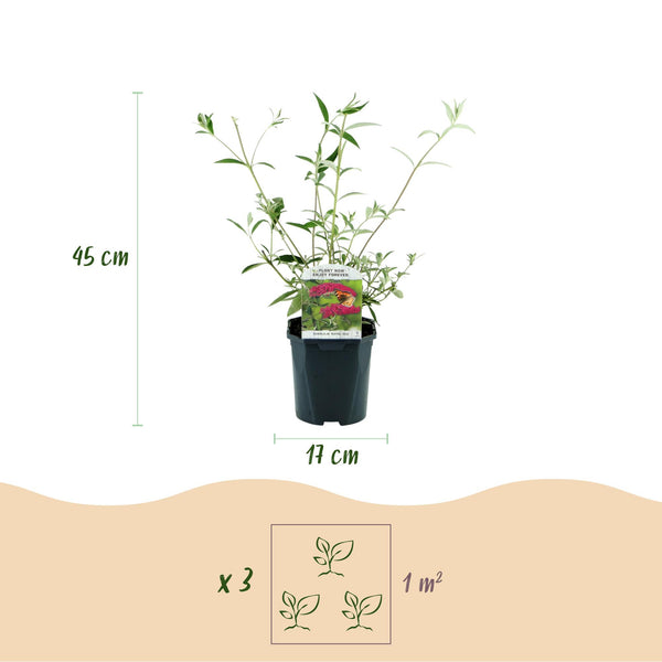 3x Vlinderstruik - Buddleja davidii 'Royal Red' - rood - Ø17cm - ↕45cm