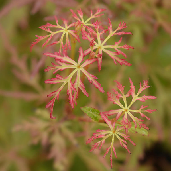 Japanse Esdoorn - Acer palmatum Seiryu - Ø12cm - ↕35cm