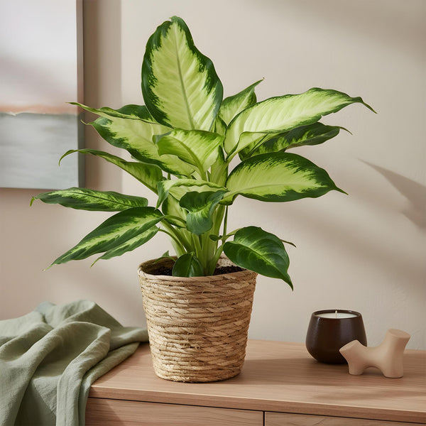 Dieffenbachia - Dieffenbachia Camilla - Ø17cm - ↕45-50cm