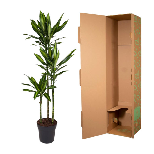 Drakenbloedboom - Dracaena Cintho - Ø24cm - ↕160cm