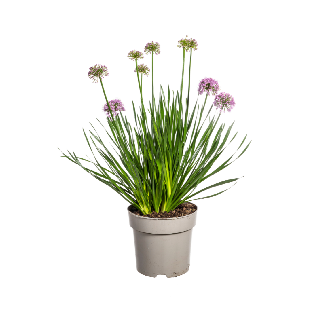 Sierui - Allium senescens 'Millenium' - Ø19cm - ↕60cm