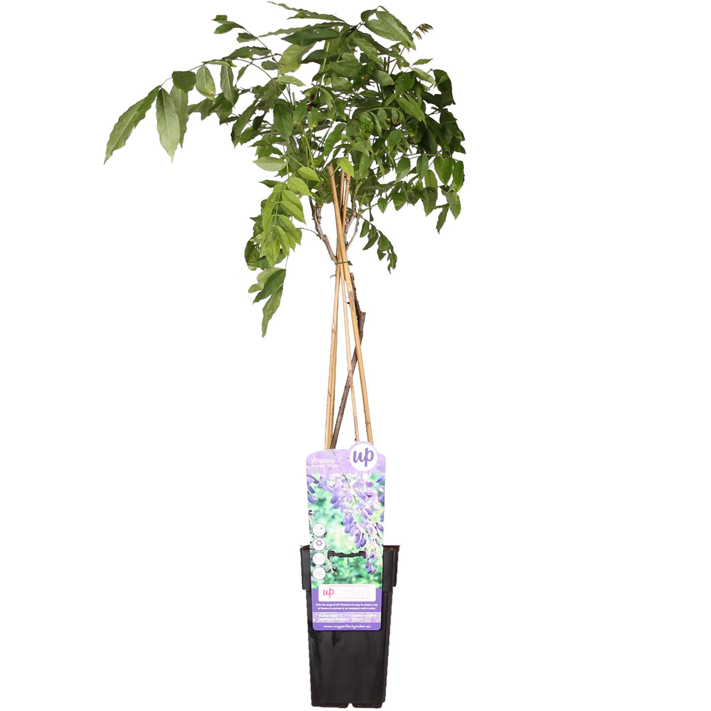 Blauwe regen - Wisteria sinensis 'Prolific' - Ø15cm - ↕65cm