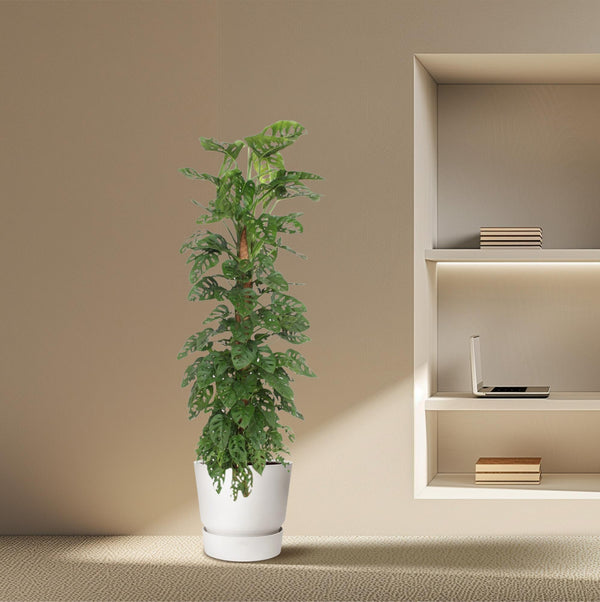Gatenplant - Monstera Monkey Leaf mosstok - Ø27cm - ↕170cm