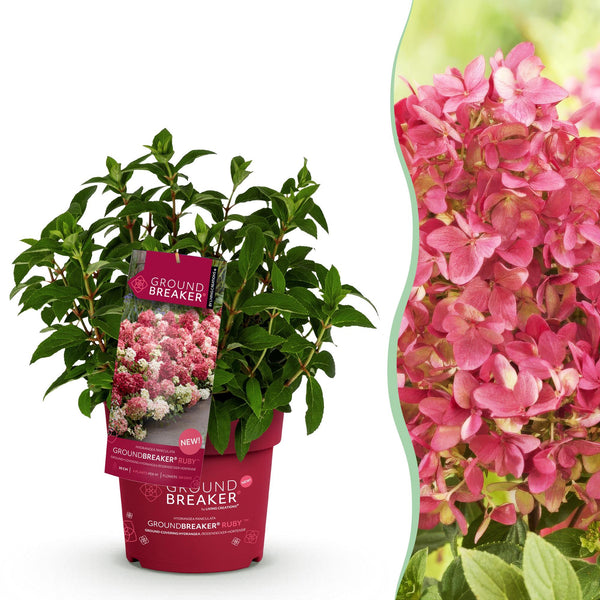 Hortensia - Hydrangea paniculata Groundbreaker Ruby - rood - Ø14cm - ↕20-25cm