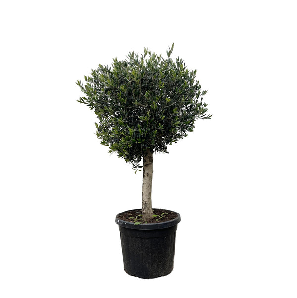 Olijfboom - Olea europaea - karakterstam - Ø50cm - ↕180cm