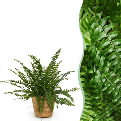 Zwaardvaren - Nephrolepis exaltata 'Green Lady' - incl. mand - Ø12cm - ↕25cm