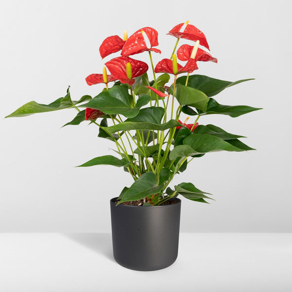 Flamingoplant - Anthurium Red - Ø17cm - ↕55cm