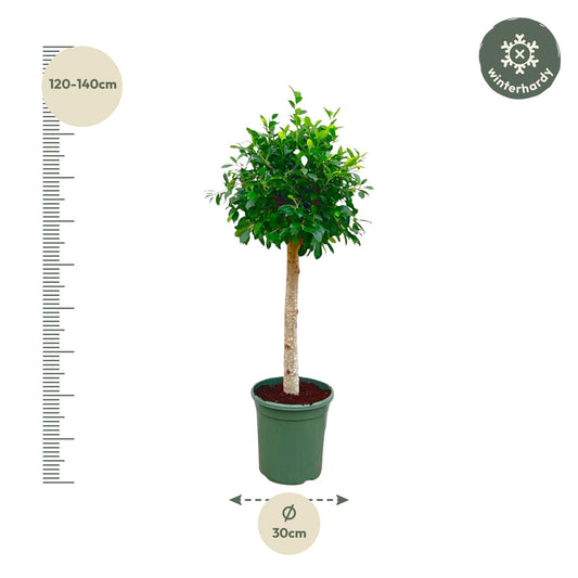 Haagvijg - Ficus nitida - Ø30cm - ↕130cm