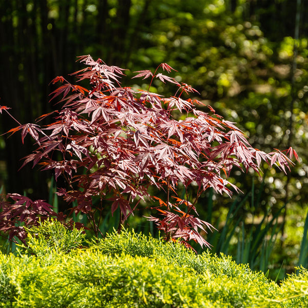 Japanse Esdoorn - Acer palmatum Atropurpureum - Paars - Ø19cm - ↕70cm