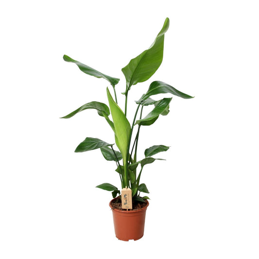 Witte paradijsvogelplant - Strelitzia nicolai - Ø19cm - ↕90cm