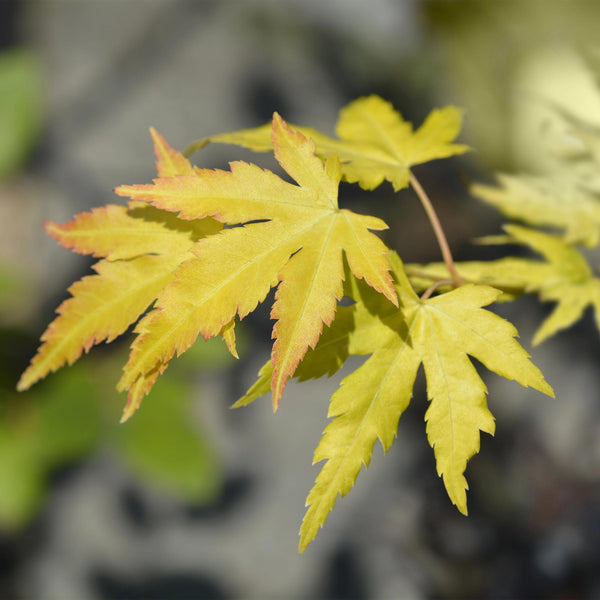 Japanse Esdoorn - Acer palmatum Orange Dream - Oranje - Ø19cm - ↕70cm