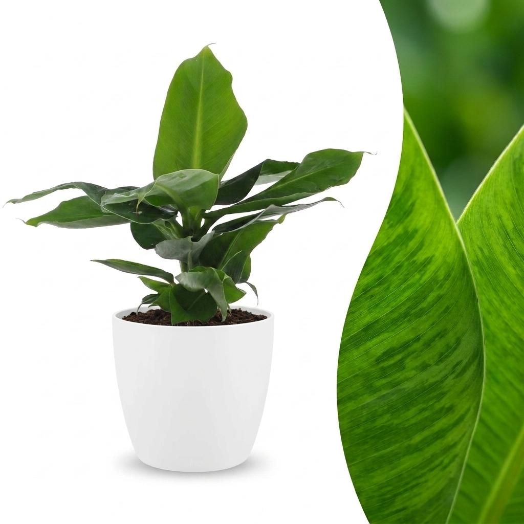 Bananenplant - Musa Oriental Dwarf - incl. Elho Potter - wit - Ø12cm - ↕30cm