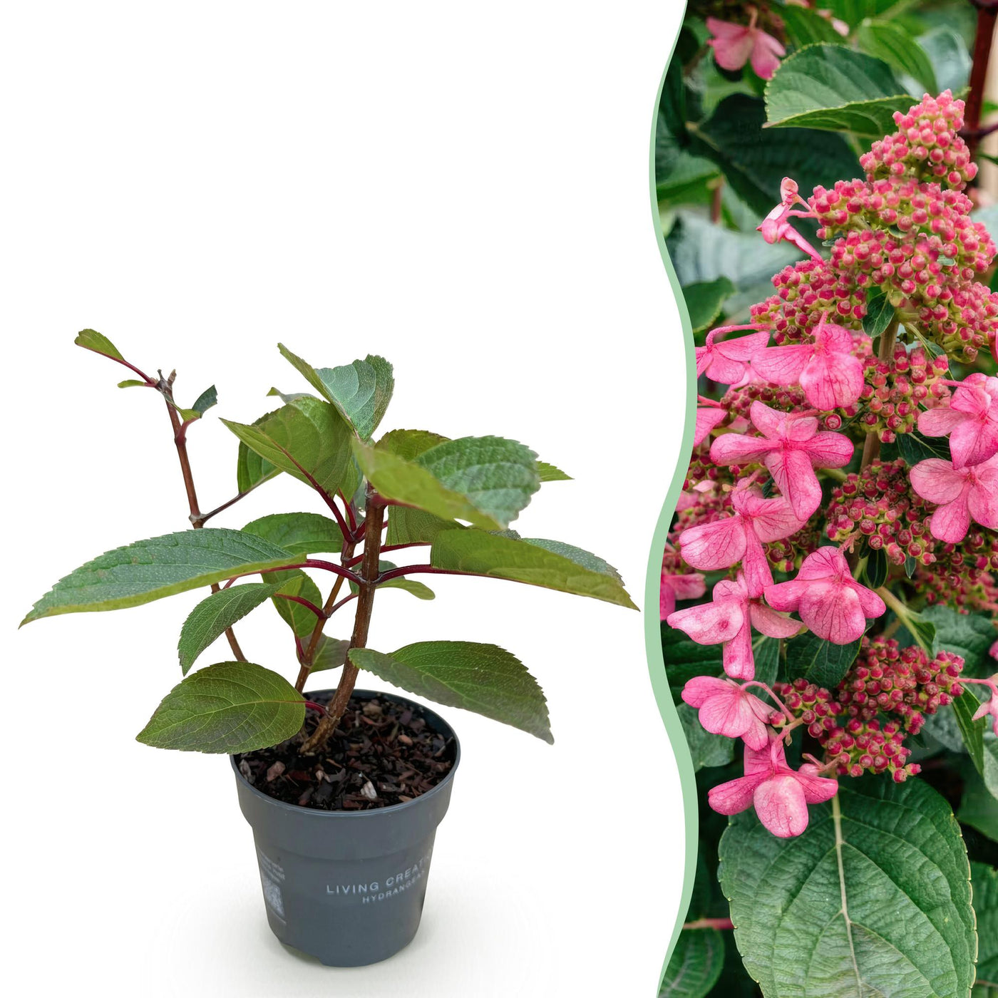 Hortensia - Hydrangea paniculata Living Infinity - wit - Ø12cm - ↕20-30cm