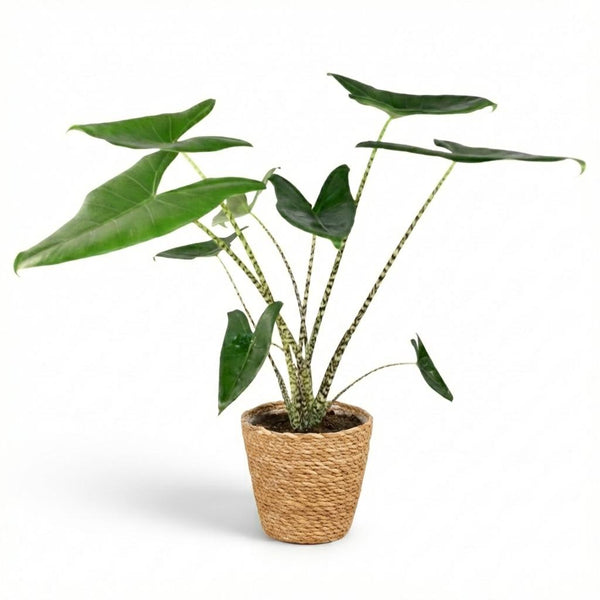 Olifantsoor - Alocasia zebrina - Ø21cm - ↕70-75cm