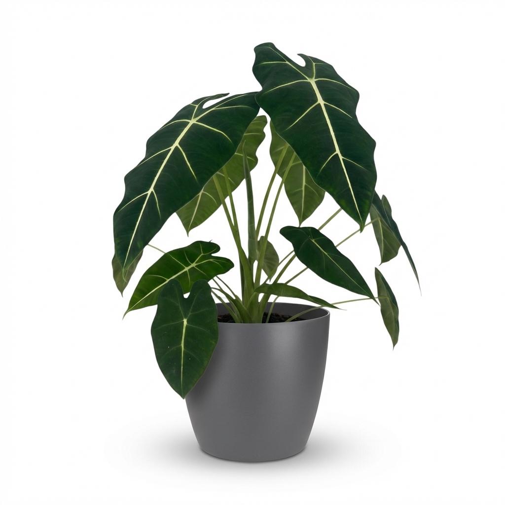 Olifantsoor - Alocasia Frydek - Ø19cm - ↕60cm
