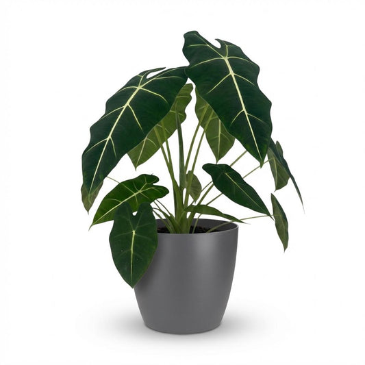 Olifantsoor - Alocasia Frydek - Ø19cm - ↕60cm