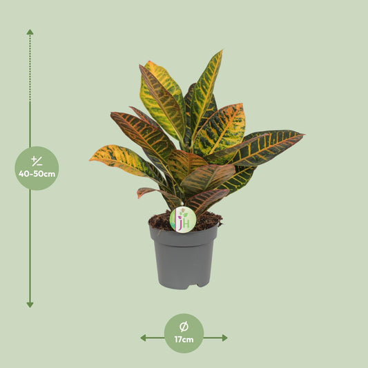 Croton - Codiaeum Petra - Ø17cm - ↕45cm