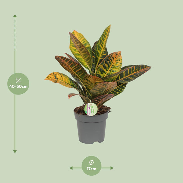 Croton - Codiaeum Petra - Ø17cm - ↕45cm