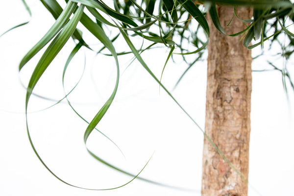Beaucarnea XXL - ↕180cm