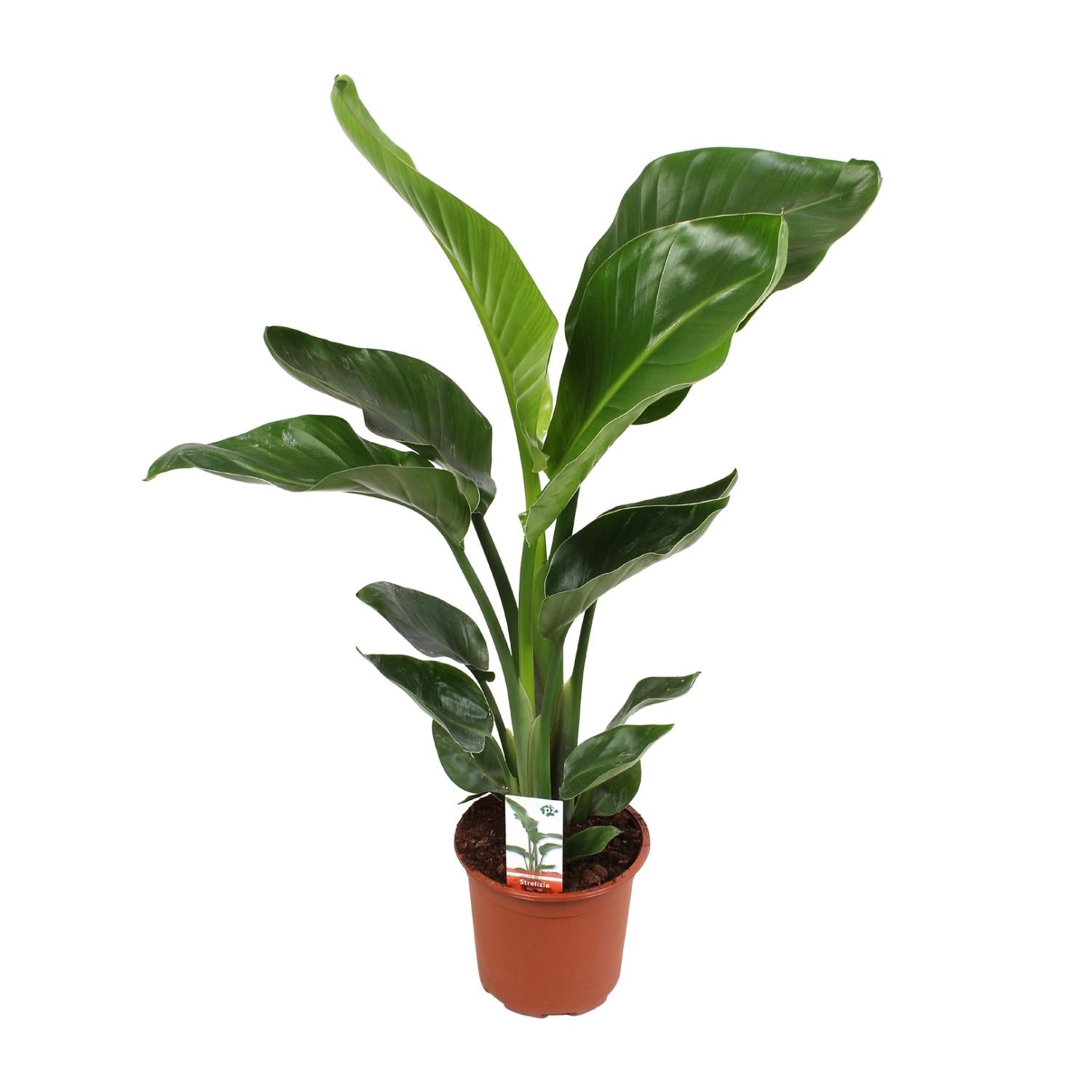 Witte paradijsvogelplant - Strelitzia nicolai - Ø17cm - ↕70cm