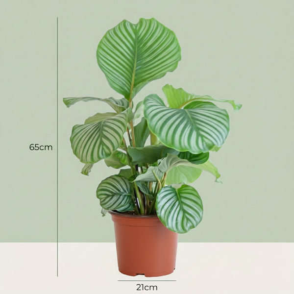 Pauwenplant - Calathea Orbifolia - Ø21cm - ↕60-70cm
