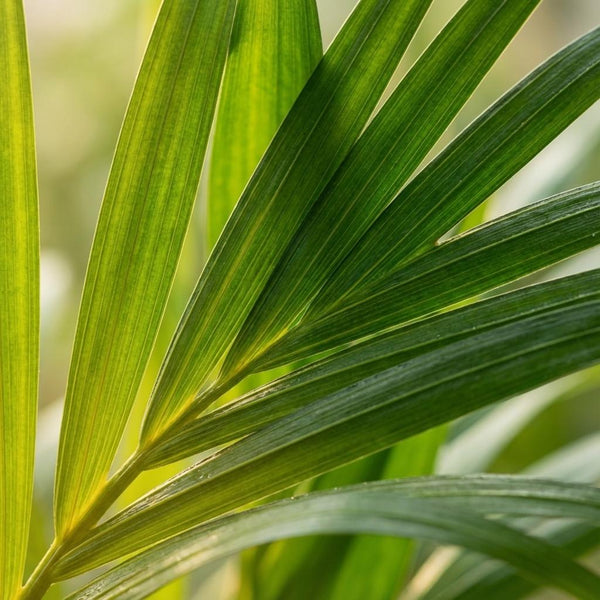 Arecapalm - Dypsis lutescens - Ø12cm - ↕40cm