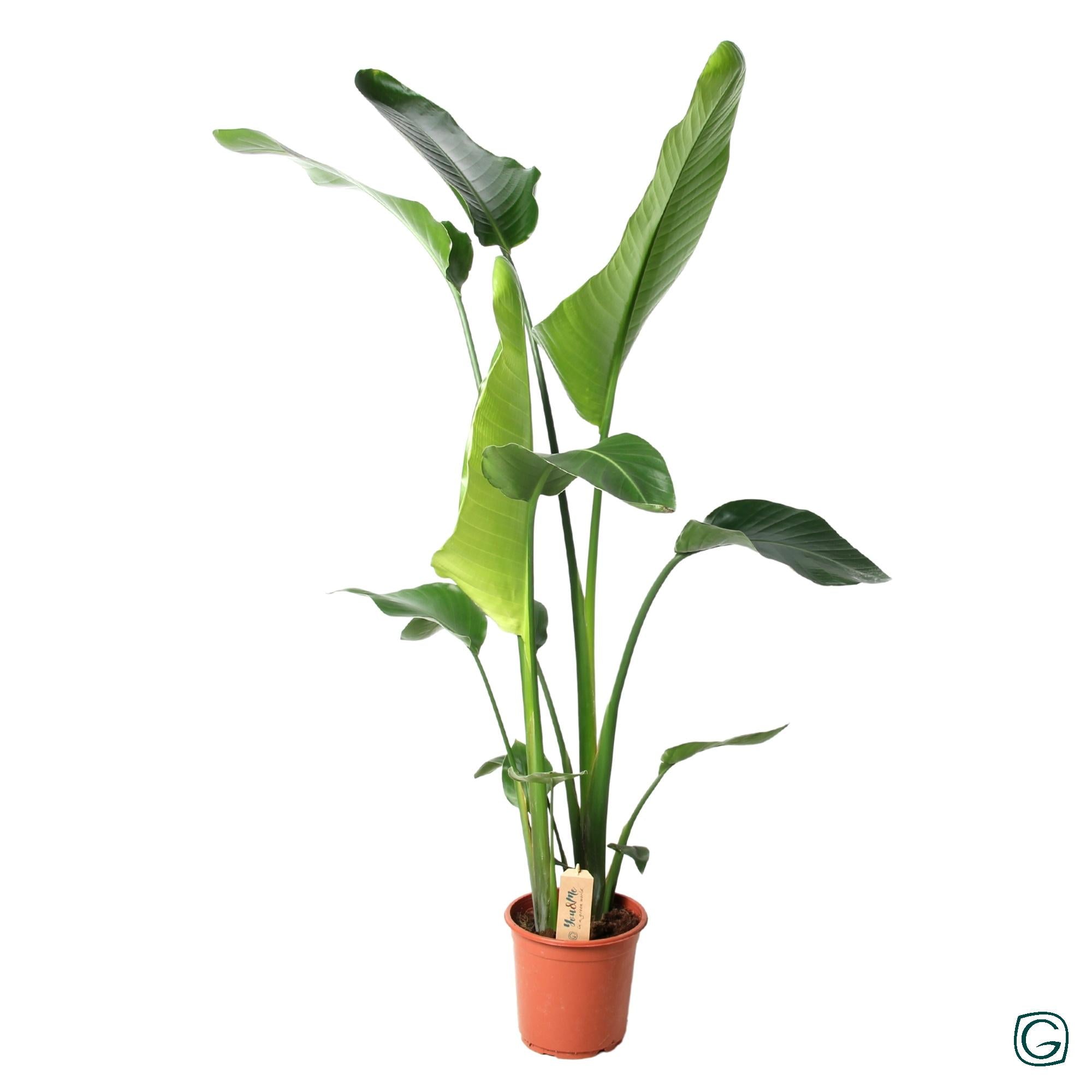 Witte paradijsvogelplant - Strelitzia nicolai - Ø21cm - ↕100cm