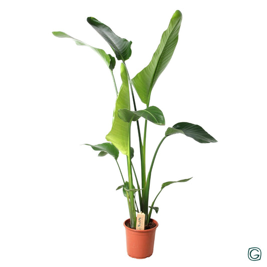 Witte paradijsvogelplant - Strelitzia nicolai - Ø21cm - ↕100cm