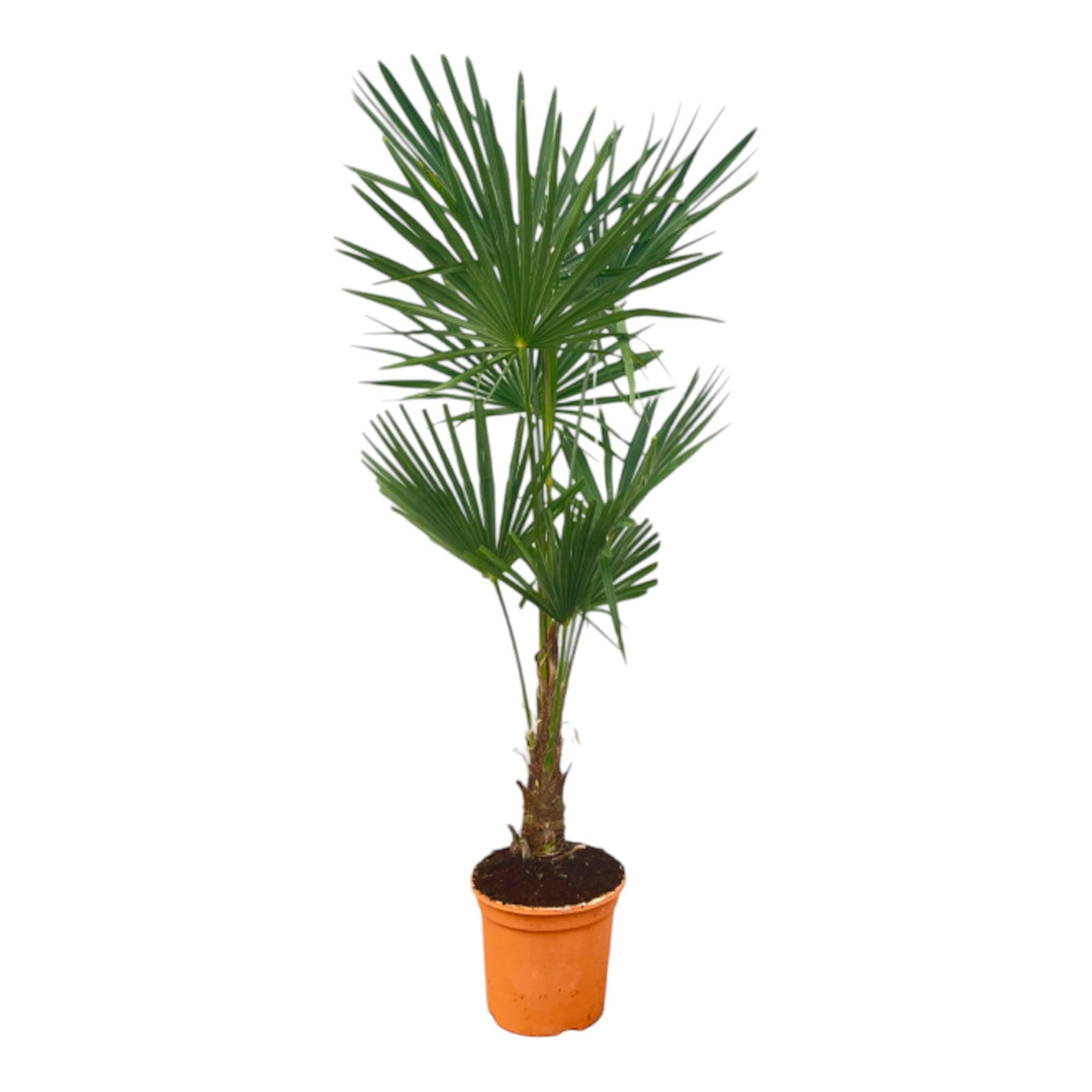 Chinese waaierpalm - Trachycarpus Fortuneii - ↕160cm