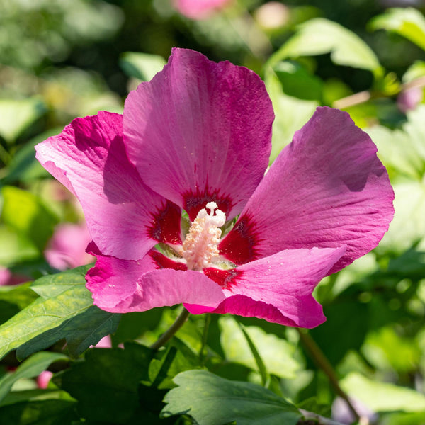 Hibiscus - Hibiscus syriacus 'Woodbridge' - roze - Ø17cm - ↕45cm