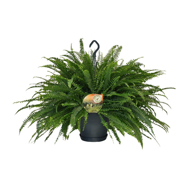 Hangende Varen - Nephrolepis Green Lady - Ø20cm - ↕60cm